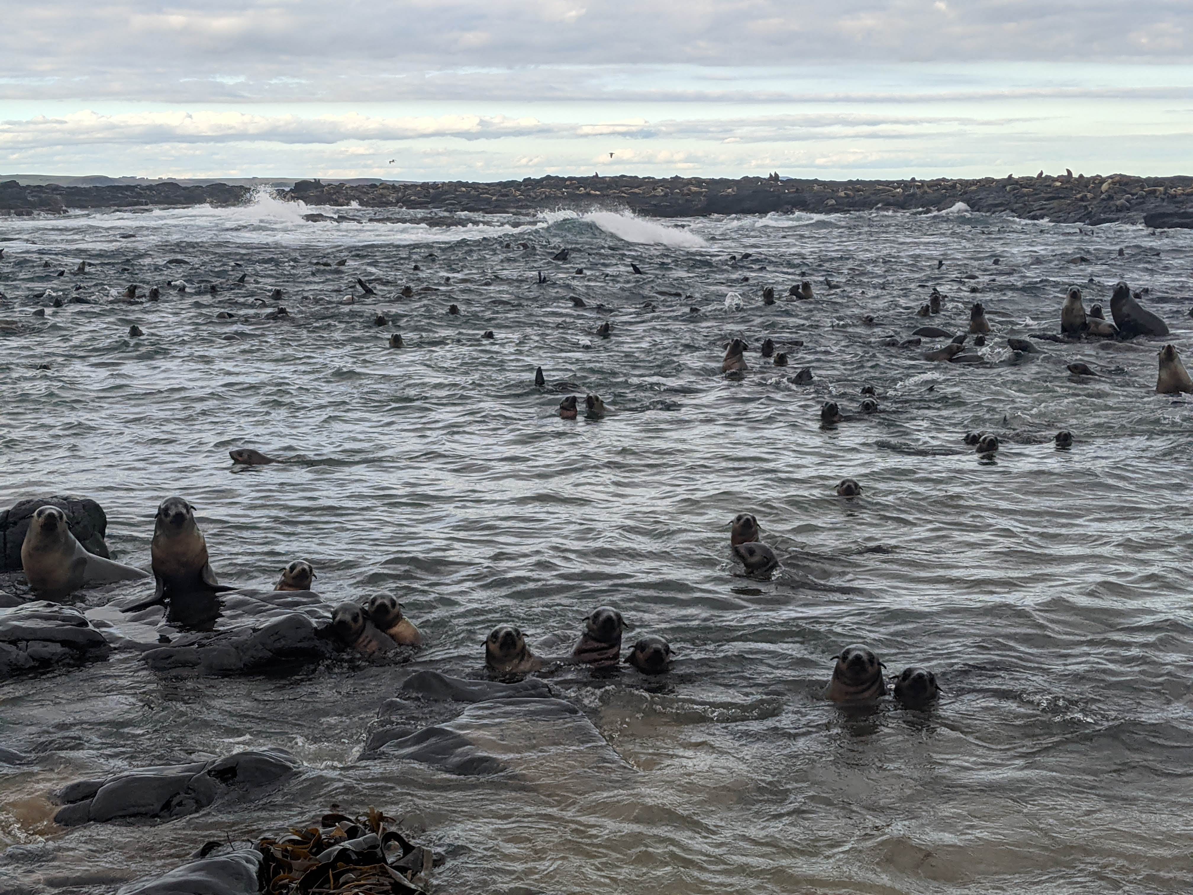 Seals in the water and on rocks.